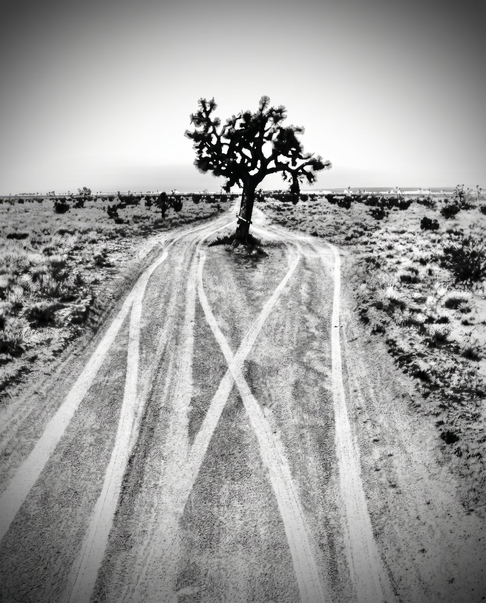Lone Joshua tree at the convergence of two desert tracks, B&W high contrast.